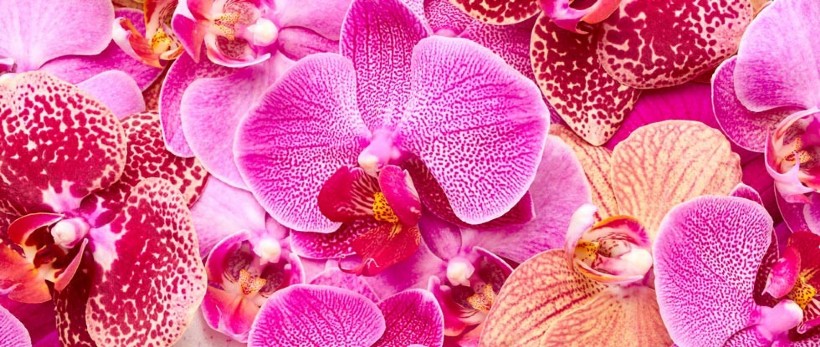 Verschiedene Orchideen